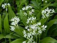 Dicht beieinander wachsende Bärlauchblüten